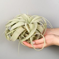 T&M Tillandsia Xerographica