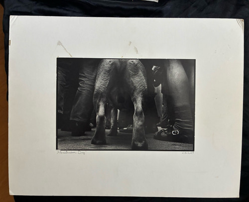 Hans levi moratorium dog - hans,