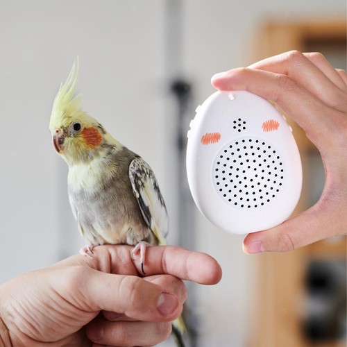 Parrot learning machine bird - learning,