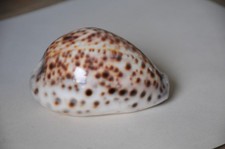 Large Tiger Cowrie sea shell