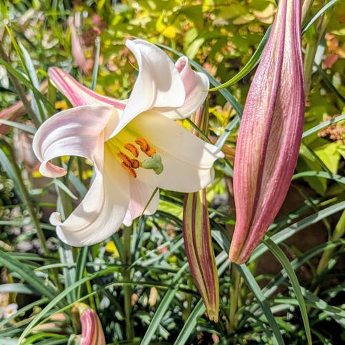 Lilium formosanum dwarf - |,
