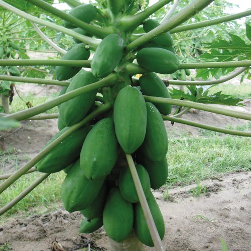 Papaya sunnybees exotic fruit - papaya,