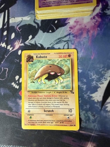 Kabuto common fossil - kabuto,