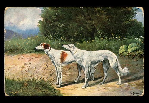 Borzoi russian wolfhound brace - borzoi,