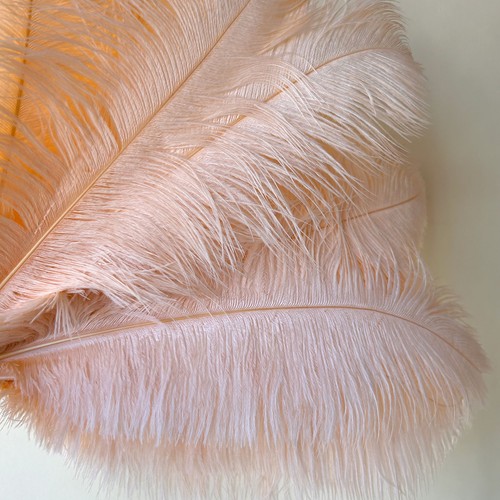 Pcs champagne ostrich - 10,