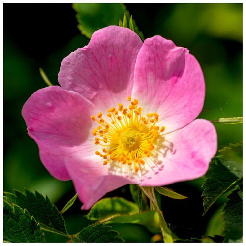 Dog rose hedging plants - 5,