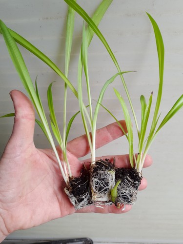 Spider plant plugs - x,