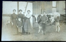 48263 AK Animals Cows Cow