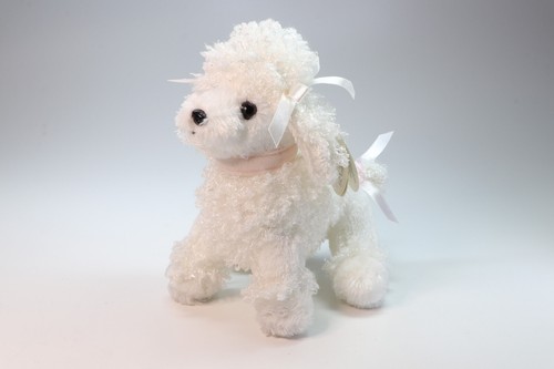 Pom poodle - pom, stuff