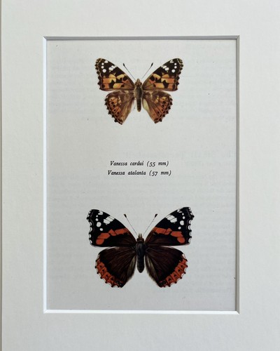 Butterfly mounted vintage - butterfly,
