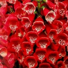 25 Red Dwarf Foxglove Seeds