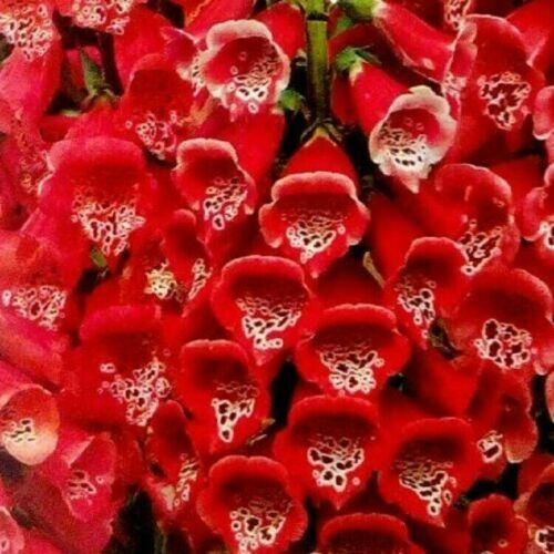 Red dwarf foxglove - dwarf,