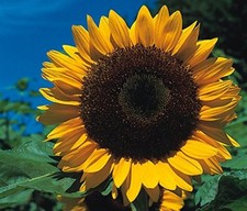 Sunflower - GIANT Yellow 3 metre plus - 40 seeds