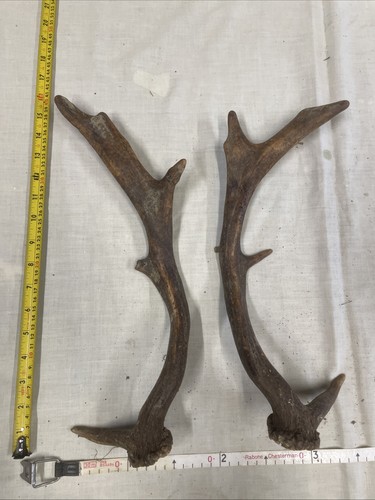 Point fallow deer antlers - 9,