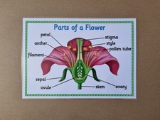 Parts of A Flower, Nature, KS2
