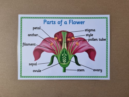 Parts flower nature - of, a