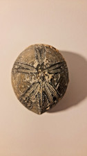 Flint echinoid fossil - echinoid,