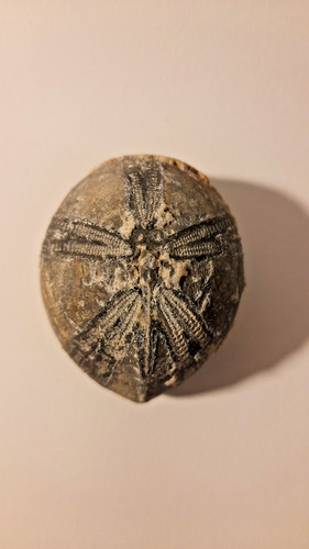 Flint echinoid fossil - echinoid,