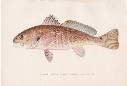 Original antique fish - fish, print