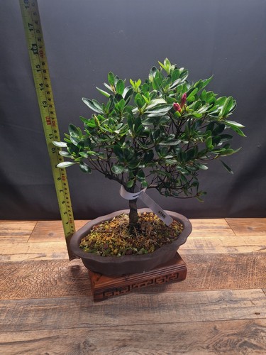 Real flowering azalea - real, bonsai