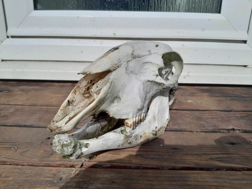 Sheep skull taxidermy - skull,,