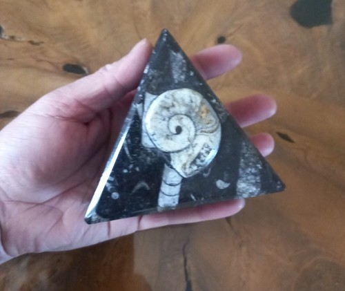 Fossil goniatite orthoceras - fossil,