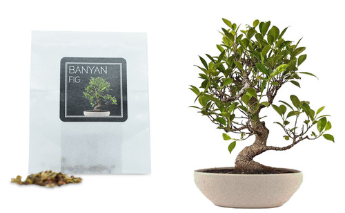 Banyan fig bonsai seeds - 30,