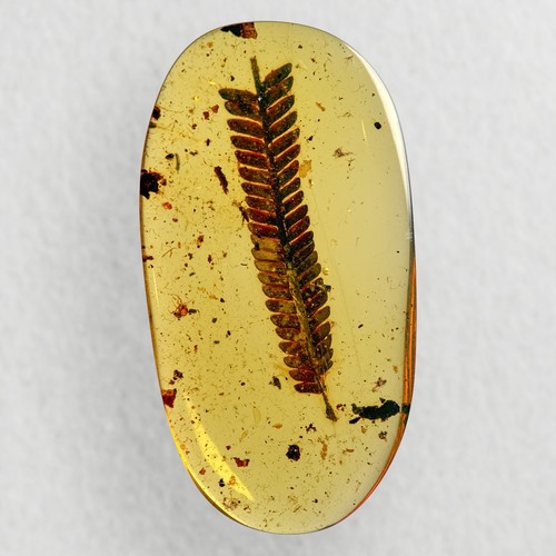 Stunning leaf inclusion - inclusion, in