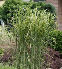 Grass Miscanthus Sinensis