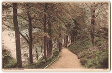 Shaftesbury Dorset Pine Walk - Vintage Pearson Postcard Y12