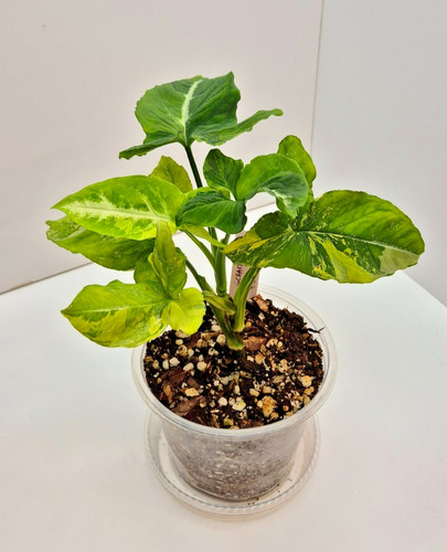 Syngonium scrambled eggs - syngonium, #5