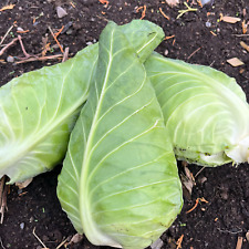 Green Cabbage Seeds Wheelers Imperial x 500 seeds Heritage Sweetheart Vegetable