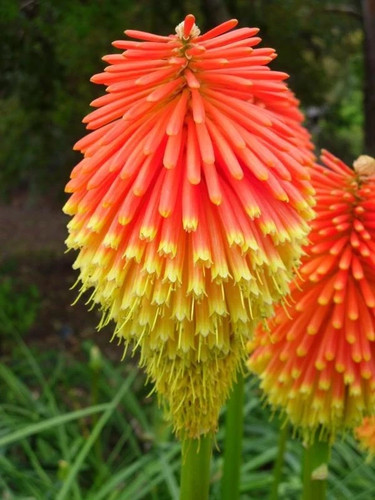 Kniphofia rooperi roopers - rooperi,