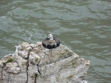 Photo 6x4 He sits, he waits