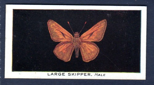 Large skipper original - large,