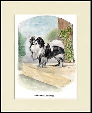 JAPANESE CHIN LITTLE DOG LOVELY PRINT MOUNTED READY TO FRAME