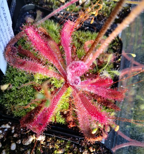 Drosera latifolia seeds - latifolia,