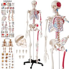 Skeleton human anatomical - skeleton,