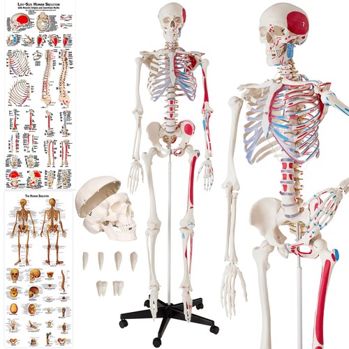 Skeleton human anatomical - skeleton,