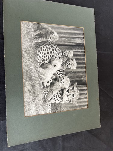 Vintage cheetah cubs black - cheetah,