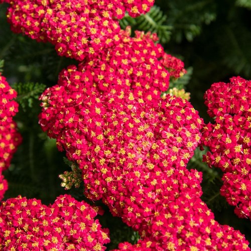 Achillea rubra red - 6x,