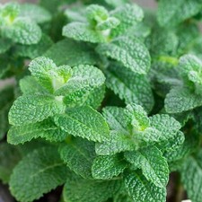 Apple Mint Plant in 13cm Pot -