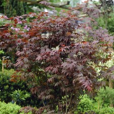 Japanese Maple Tree, Acer