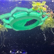 Betta bubble nest - betta,