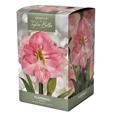Amaryllis bulb indoor Flamingo