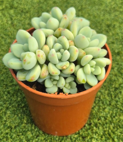 Sedum clavatum mature - 'clavatum',