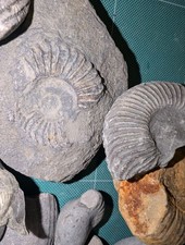 40+ Mixed JurassicFossils Set-