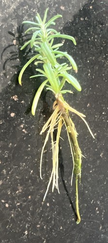 Rosemary plant evergreen - rosemary,