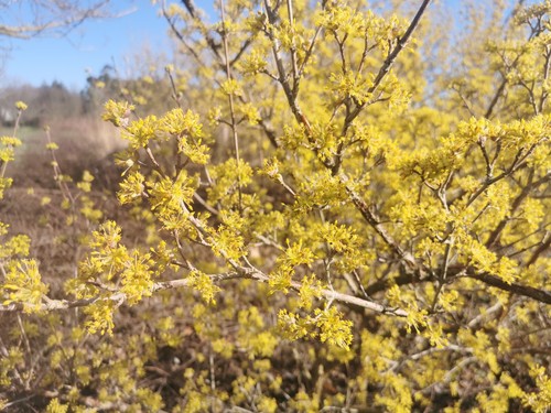 Cornus officinalis japanese - cornus, officinalis,