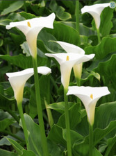 Zantedeschia aethiopica Arum